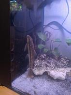 Corrydas, Dieren en Toebehoren