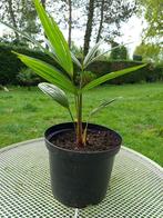 Winterharde palmboompjes, Ophalen, Halfschaduw