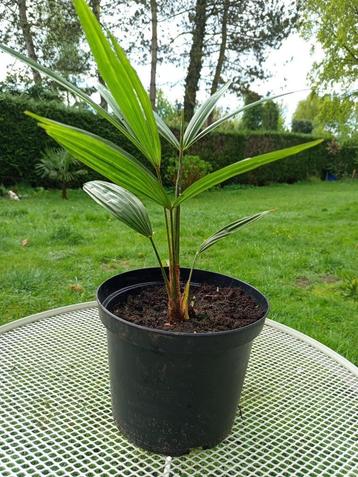 Winterharde palmboompjes beschikbaar voor biedingen