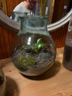 Dame Jeanne, Huis en Inrichting, Woonaccessoires | Vazen, Ophalen, Zo goed als nieuw