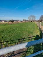 weide te huur, Pâturage