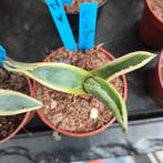 Agave winterhard, Tuin en Terras, Ophalen of Verzenden