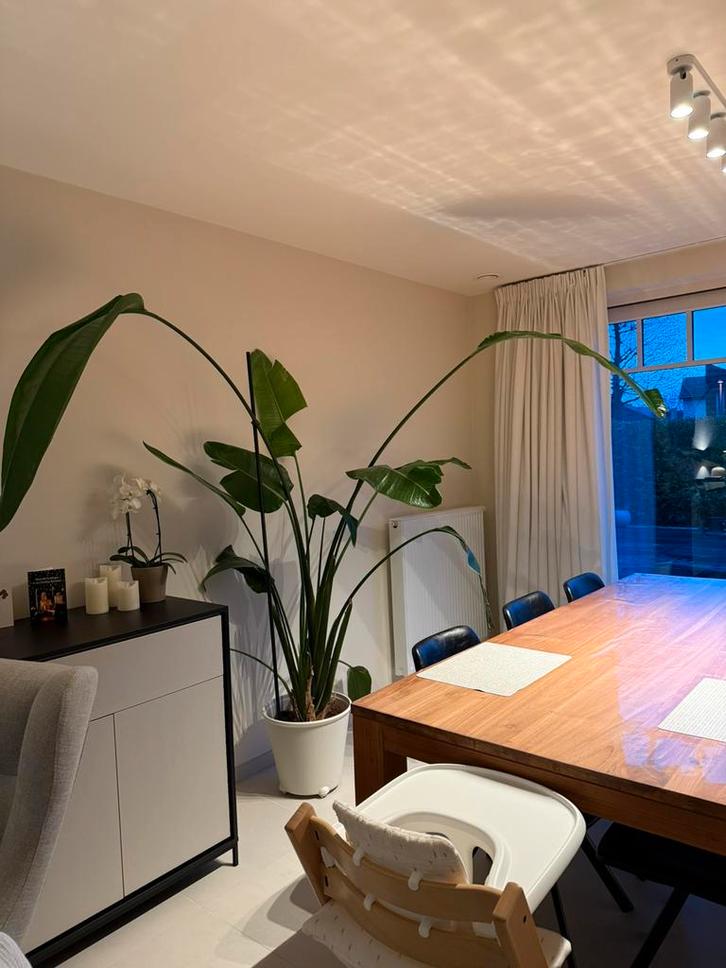 Strelitzia Nicolai (Paradijsvogelplant), Maison & Meubles, Plantes d'intérieur, Enlèvement