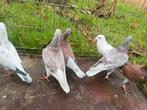 Postduiven 6 stuks 50€, Dieren en Toebehoren, Vogels | Duiven
