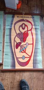 Educatief oud schoolmateriaal "de bloedsomloop, Ophalen