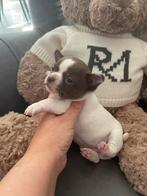 Chihuahua pups, CDV (hondenziekte), België, Fokker | Hobbymatig, 8 tot 15 weken