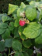 Framboisiers rouges remontants - jeunes plantes, Jardin & Terrasse, Enlèvement ou Envoi