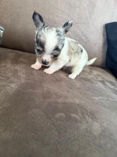 Zeer mooi langharig chihuahuareutje, Dieren en Toebehoren, Honden | Chihuahua's en Gezelschapshonden, Reu, Chihuahua, Fokker | Hobbymatig