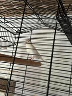 Twee wit kanari mannen, Dieren en Toebehoren, Runderen, Mannelijk, 0 tot 2 jaar