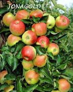 HALFSTAM APPELS oa JONAGOLD & ELSTAR: 20€/Stuk, Tuin en Terras, Vaste plant, Fruitplanten, Lente, Ophalen