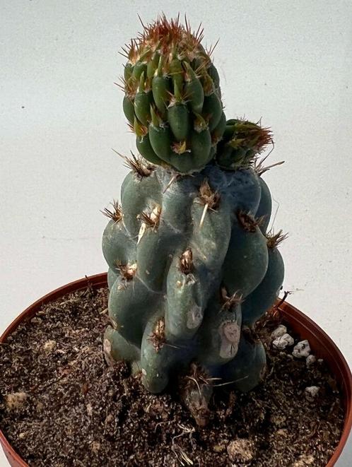 Opuntia Miquelli, Maison & Meubles, Plantes d'intérieur, Cactus, Moins de 100 cm, Plein soleil, Envoi