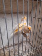 Kanarie, Dieren en Toebehoren