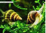 slaketende slak/helena slak, Dieren en Toebehoren, Vissen | Aquariumvissen