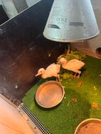 Nandoes, Dieren en Toebehoren, Pluimvee