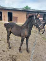 Te koop: Fries hengst veulen., Dieren en Toebehoren, Hengst, Gechipt, 0 tot 2 jaar