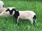 Walliser Schwarznase, spitty ooilam, Mouton, Femelle, 0 à 2 ans