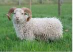 quessant rammetjes gezocht (witte), Dieren en Toebehoren, Schapen, Geiten en Varkens, Meerdere dieren