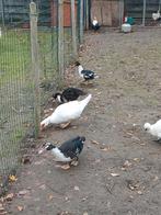 Barbarie Eenden, Dieren en Toebehoren, Pluimvee, Meerdere dieren, Eend