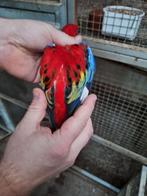 Rosella, Dieren en Toebehoren, Meerdere dieren, Parkiet, Geringd