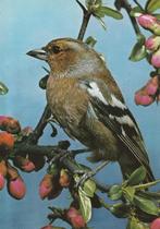 BOTVINK, Verzenden, Ongelopen, Vogel