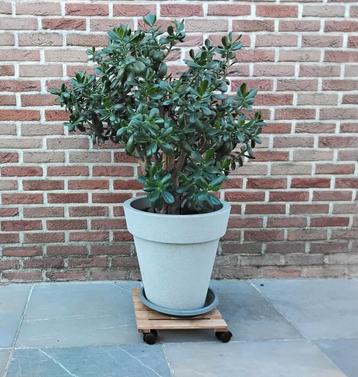 Mooie grote vetplant Crassula  beschikbaar voor biedingen