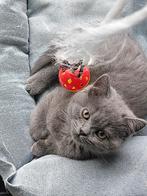 Brits korthaar kittens, Animaux & Accessoires, Chats & Chatons | Chats de race | Poil ras, Vermifugé, Plusieurs animaux, 0 à 2 ans