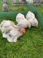 Cochin kriel trio splash/vuilwit, Dieren en Toebehoren, Pluimvee, Meerdere dieren, Kip