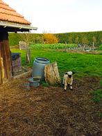 Walliser Schwarznase ooilam