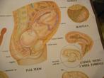 oude medische schoolkaarten ,  thema :zwangerschap, Enlèvement, Nature et Biologie
