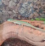 Lézard émeraude à longue queue (takydromus smaragdinus), Animaux & Accessoires, Lézard, 0 à 2 ans