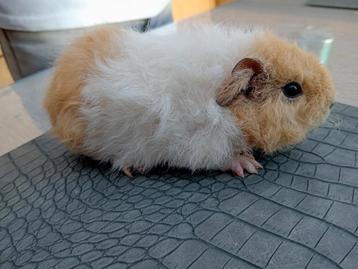 Teddy cavia  beschikbaar voor biedingen