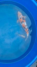 2 Japanse koi s, Dieren en Toebehoren, Karper of Koi