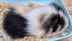 GEZOCHT: US Teddy & CH Teddy cavia's, Cobaye