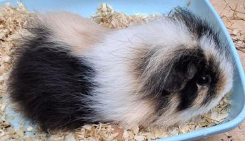 GEZOCHT: US Teddy & CH Teddy cavia's  disponible aux enchères