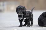 Zwarte Labradoodle pups te koop, CDV (hondenziekte), België, 8 tot 15 weken, Meerdere