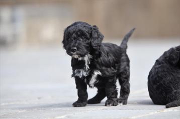 Zwarte Labradoodle pups te koop beschikbaar voor biedingen