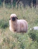Walliser Scharznase ram, Dieren en Toebehoren