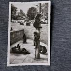 Oude postkaart Zoo in Bern (Zw.), Verzamelen, Postkaarten | Buitenland, Ophalen of Verzenden