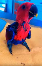 Papagaai + kooi speeltjes en allerei, Dieren en Toebehoren, Vogels | Parkieten en Papegaaien, Vrouwelijk, Papegaai, Pratend