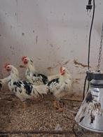 4 jonge leghorn hanen, Dieren en Toebehoren