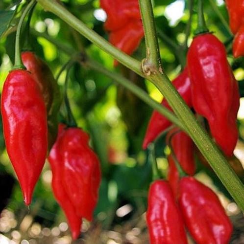 Peperzaden HABANERO PAPER LANTERN (20 stuks), Tuin en Terras, Bloembollen en Zaden, Zaad, Voorjaar, Volle zon, Verzenden