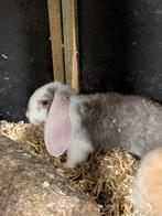 Franse hangoren, Dieren en Toebehoren