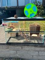 Terrarium, Dieren en Toebehoren, Gebruikt, Hamster, Minder dan 75 cm, Ophalen