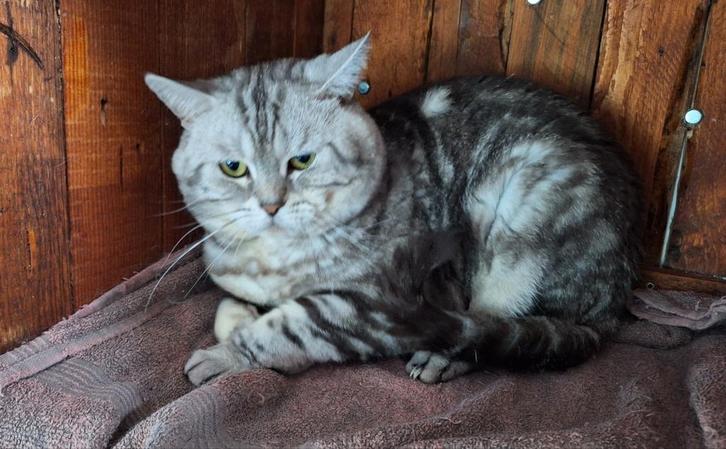 Dekreu herplaatser black silver tabby blotched, Dieren en Toebehoren, Katten en Kittens | Dekkaters, 6 jaar of ouder