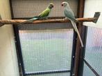 Halsbandparkieten, Dieren en Toebehoren, Vogels | Parkieten en Papegaaien, Meerdere dieren, Parkiet, Geringd