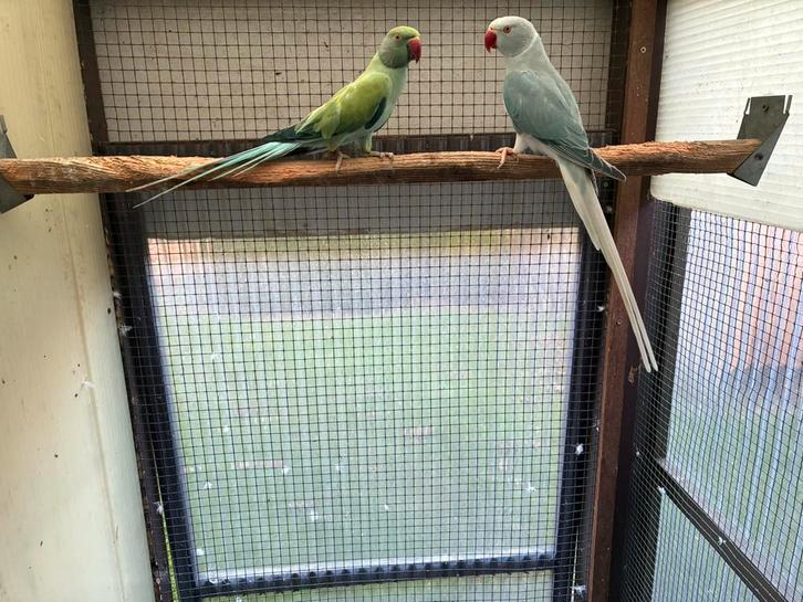 Halsbandparkieten, Dieren en Toebehoren, Vogels | Parkieten en Papegaaien, Parkiet, Meerdere dieren, Geringd
