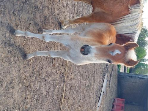 Haflinger hengsten veulen, Dieren en Toebehoren, Pony's, Hengst, Niet van toepassing, E pony (1.48m - 1.57m), 0 tot 2 jaar, Met stamboom