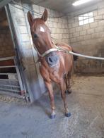 Quarter horse te koop, Dieren en Toebehoren, B, Gechipt, 7 tot 10 jaar, Westernpony