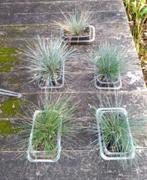 Festuca glauca – Blauw Schapengras, Enlèvement, Été, Plein soleil