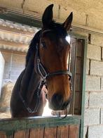 Waldhausen Bitloos Hoofdstel X-Line Supersoft Nuova, full, Dieren en Toebehoren